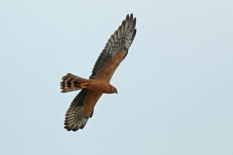 Montagu's Harrier (Circus pygargus)