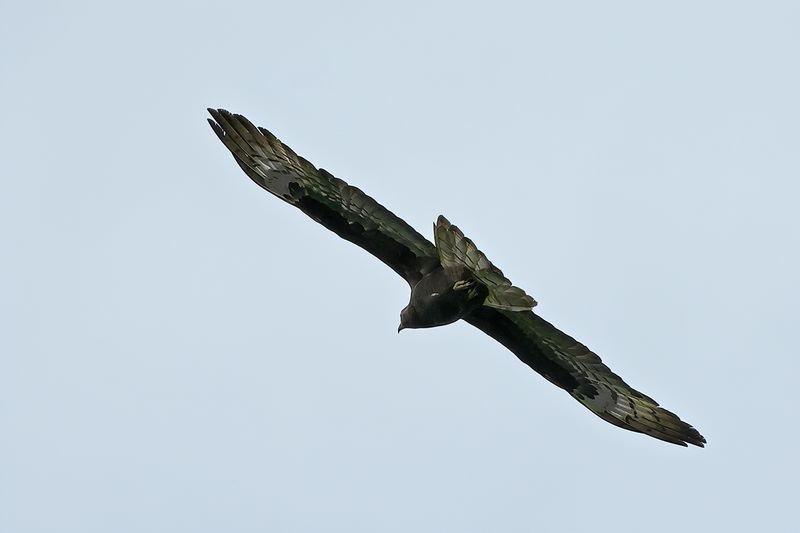 European honey buzzard (Pernis apivorus)