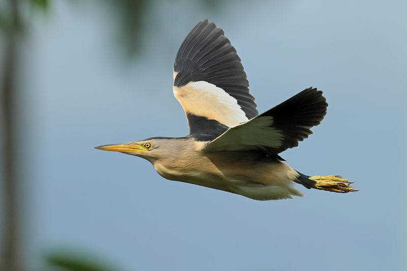 Little Bittern (Ixobrychus minutus)