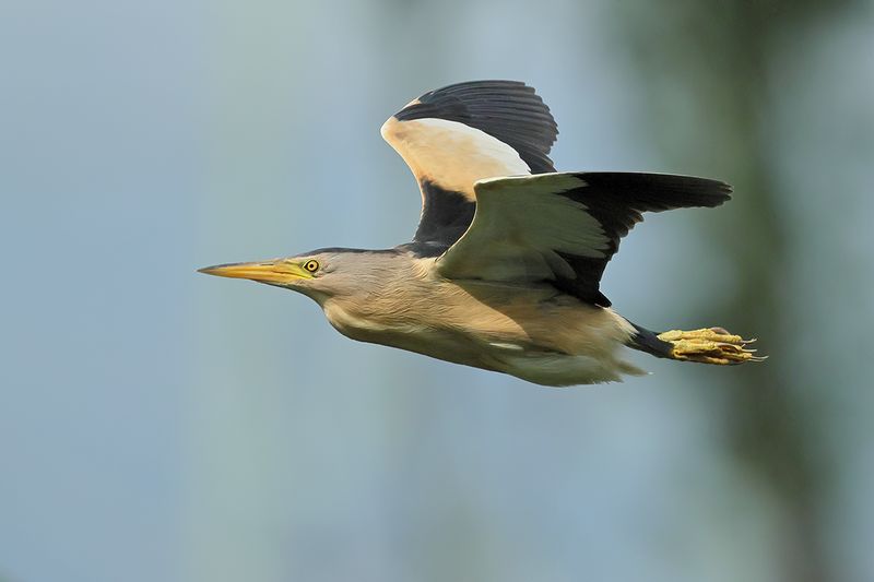 Little Bittern (Ixobrychus minutus)
