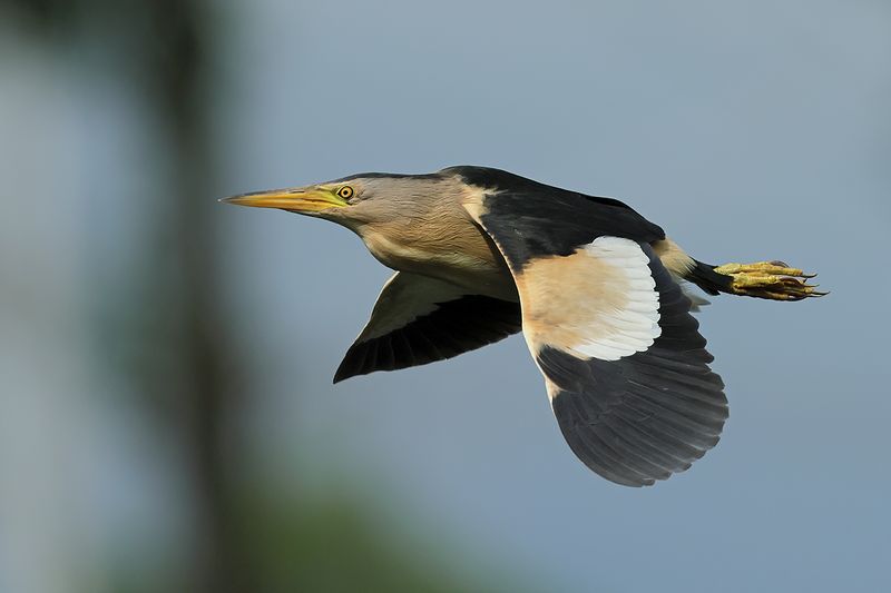 Little Bittern (Ixobrychus minutus)