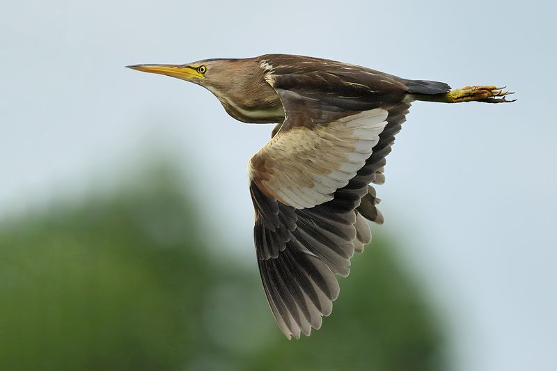 Little Bittern (Ixobrychus minutus)