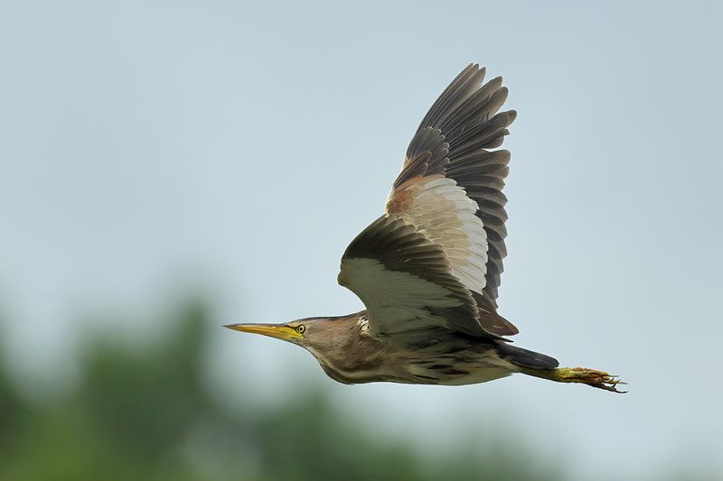 Little Bittern (Ixobrychus minutus)