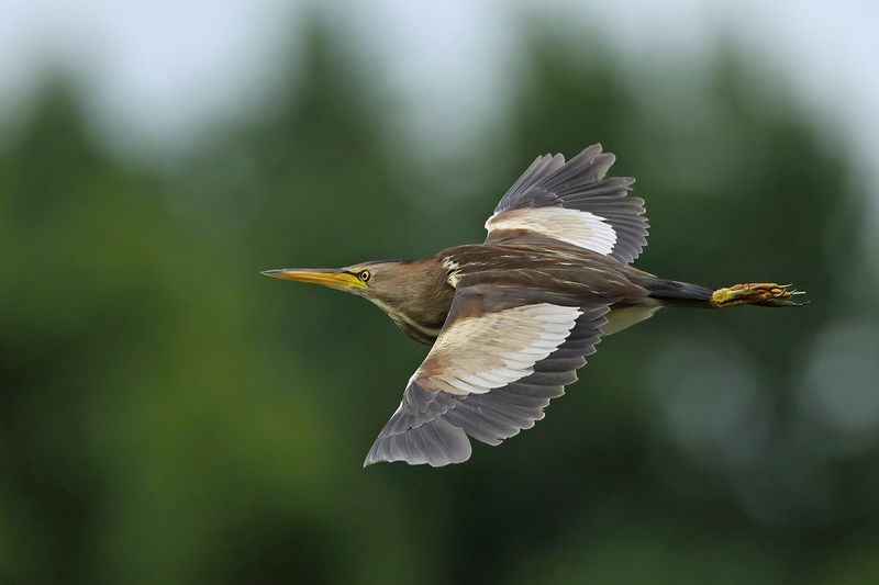 Little Bittern (Ixobrychus minutus)