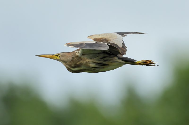 Little Bittern (Ixobrychus minutus)
