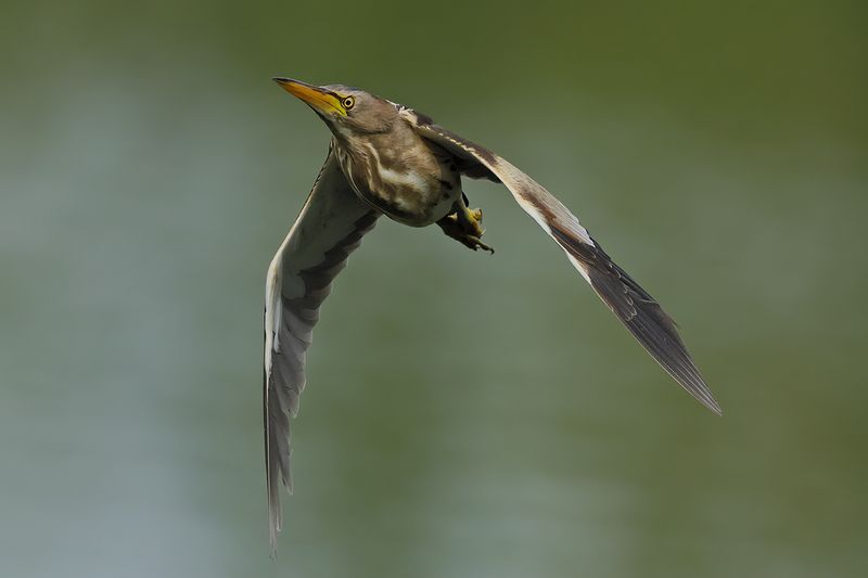 Little Bittern (Ixobrychus minutus)