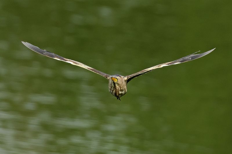 Little Bittern (Ixobrychus minutus)
