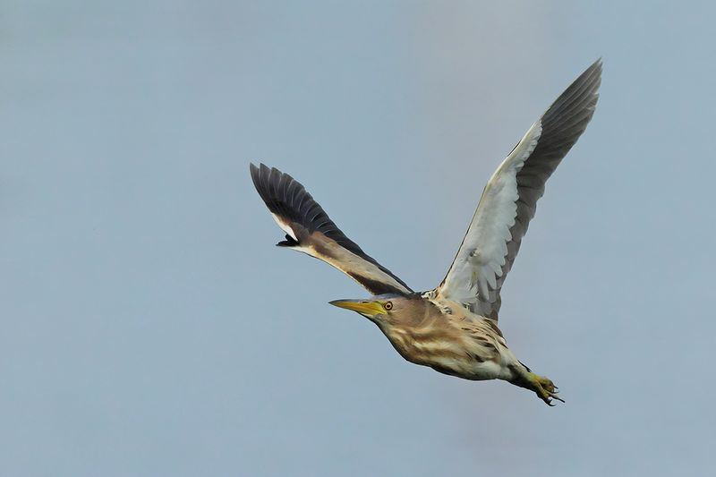 Little Bittern (Ixobrychus minutus)