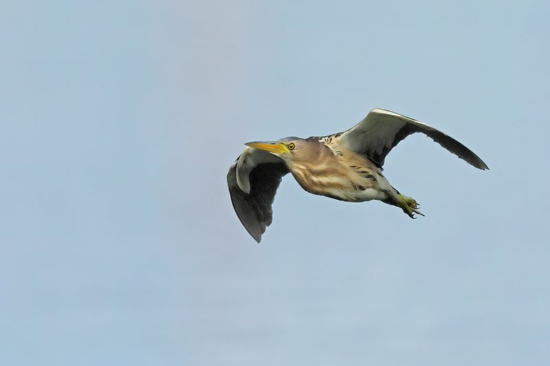 Little Bittern (Ixobrychus minutus)