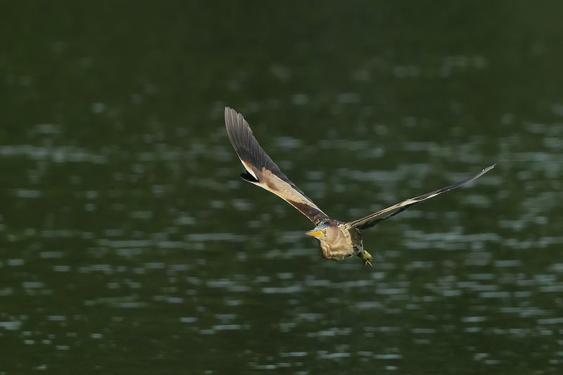 Little Bittern (Ixobrychus minutus)