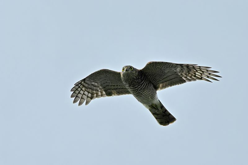 Eurasian Sparrowhawk (Accipiter nisus)
