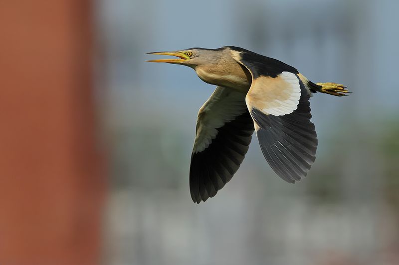 Little Bittern (Ixobrychus minutus)