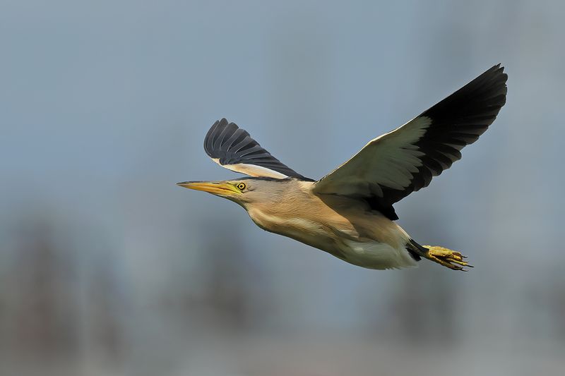 Little Bittern (Ixobrychus minutus)