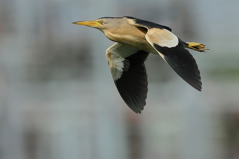 Little Bittern (Ixobrychus minutus)