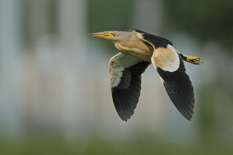 Little Bittern (Ixobrychus minutus)