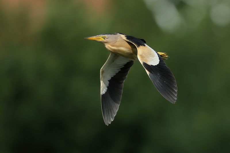 Little Bittern (Ixobrychus minutus)