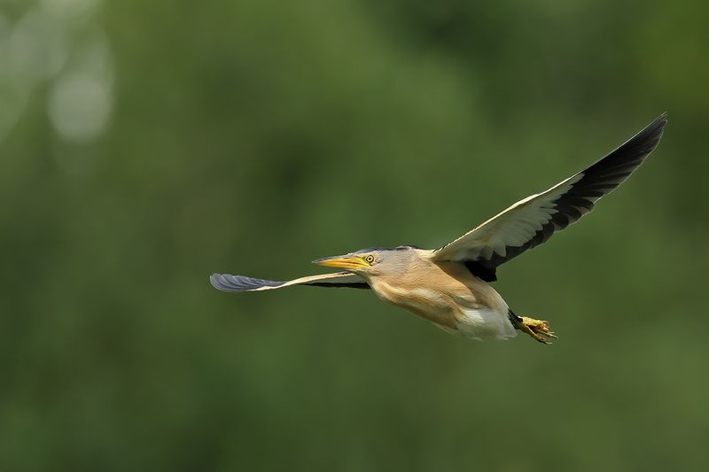 Little Bittern (Ixobrychus minutus)