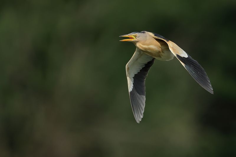 Little Bittern (Ixobrychus minutus)
