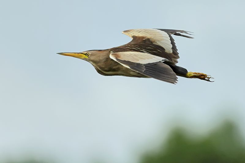 Little Bittern (Ixobrychus minutus)