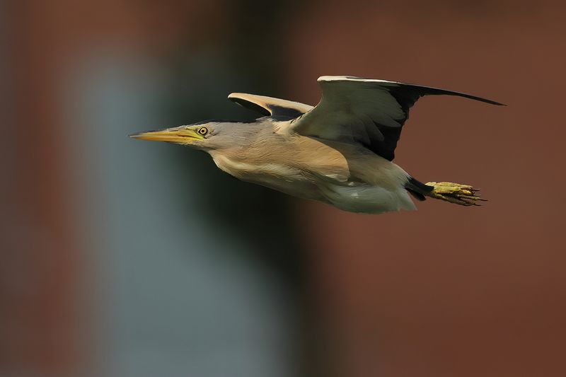 Little Bittern (Ixobrychus minutus)