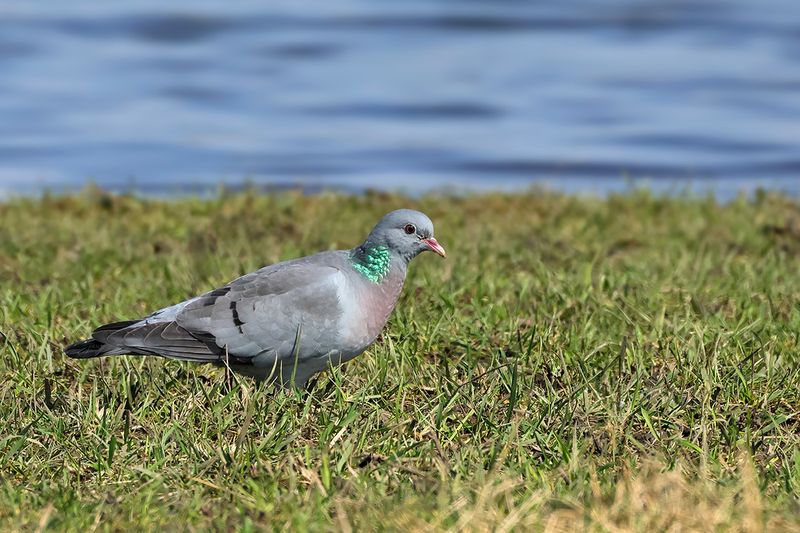 Stock Dove (Columba oenas)