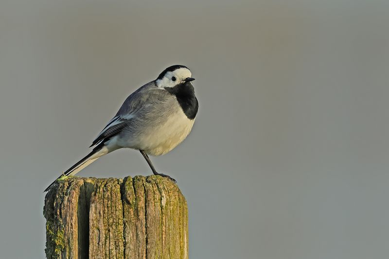 White Wagtail (Motacilla alba)