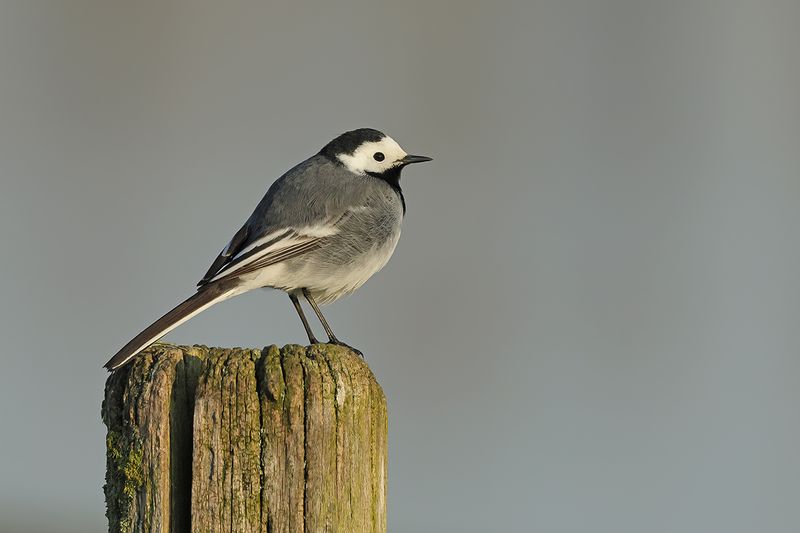 Gallery White Wagtail