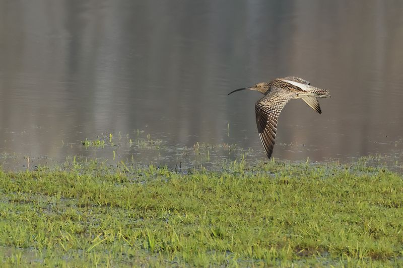 Curlew (Numenius arquata)