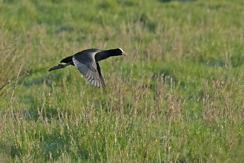 Eurasian Coot (Fulica atra) 