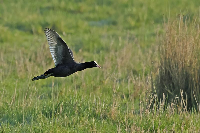 Eurasian Coot (Fulica atra) 