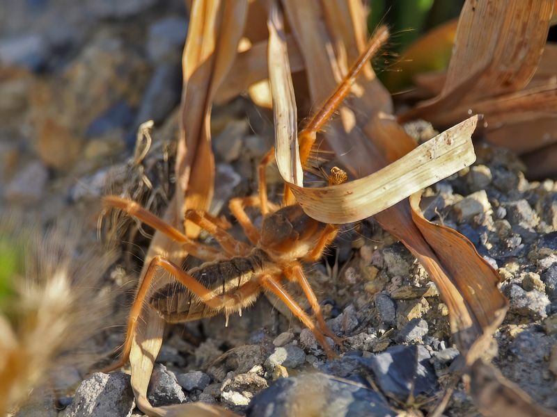 Galeodes (species) aka Camel/Sun spider or Wind Scorpion