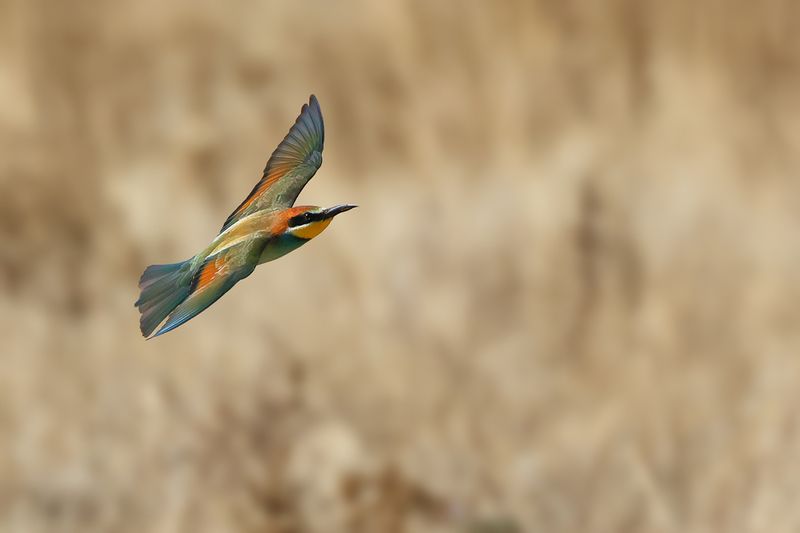 European Bee-eater (Merops apiaster)