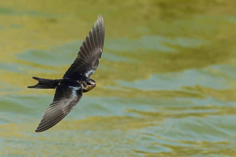 Barn Swallow (Hirundo rustica)