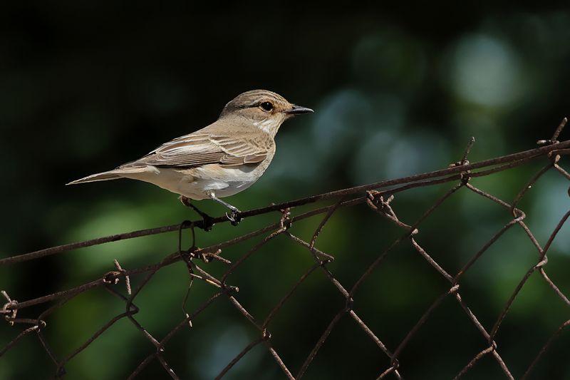 Spotted Flycatcher (Muscicapa striata)