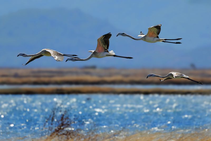 Flamingo  (Phoenicopterus roseus)