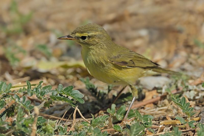Willow Warbler ( Phylloscopus trochilus)