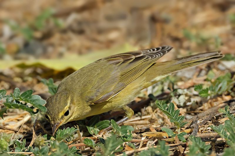 Willow Warbler ( Phylloscopus trochilus)
