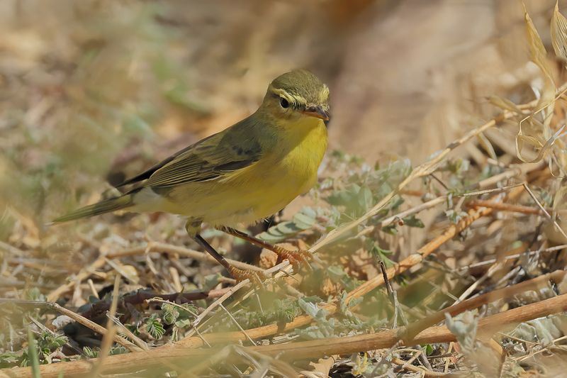 Willow Warbler ( Phylloscopus trochilus)