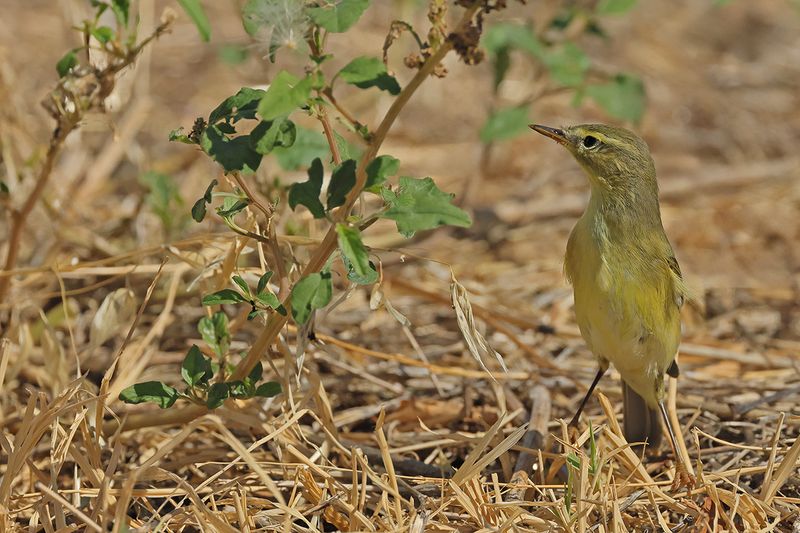 Willow Warbler ( Phylloscopus trochilus)