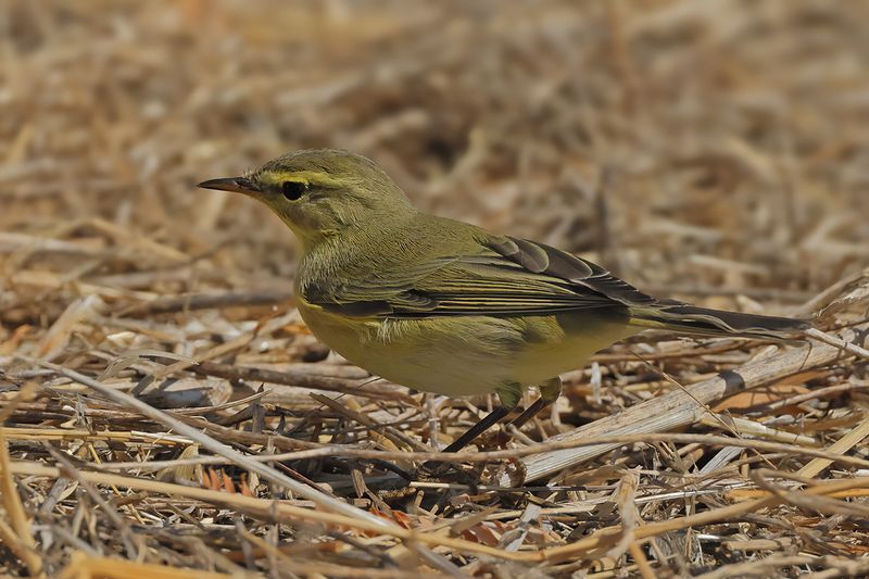 Willow Warbler ( Phylloscopus trochilus)