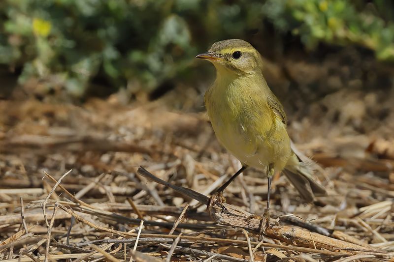Willow Warbler ( Phylloscopus trochilus)