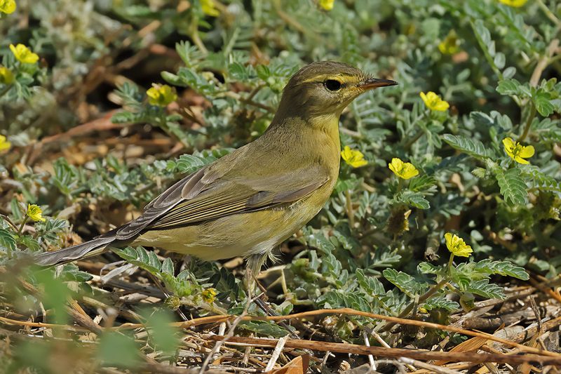 Willow Warbler ( Phylloscopus trochilus)
