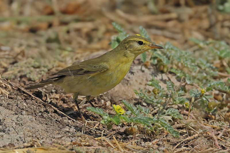 Willow Warbler ( Phylloscopus trochilus)