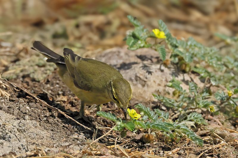 Willow Warbler ( Phylloscopus trochilus)	