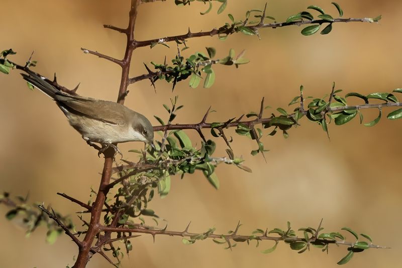 Lesser Whitethroat (Sylvia curruca)