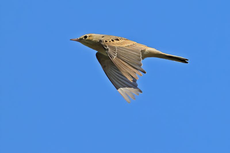 Gallery Tawny Pipit