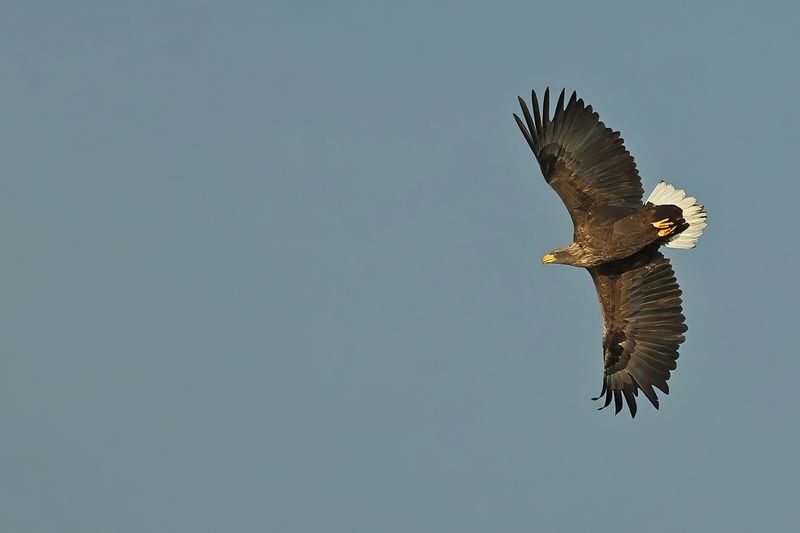 Gallery : White-tailed Eagle first record of breeding in Belgium