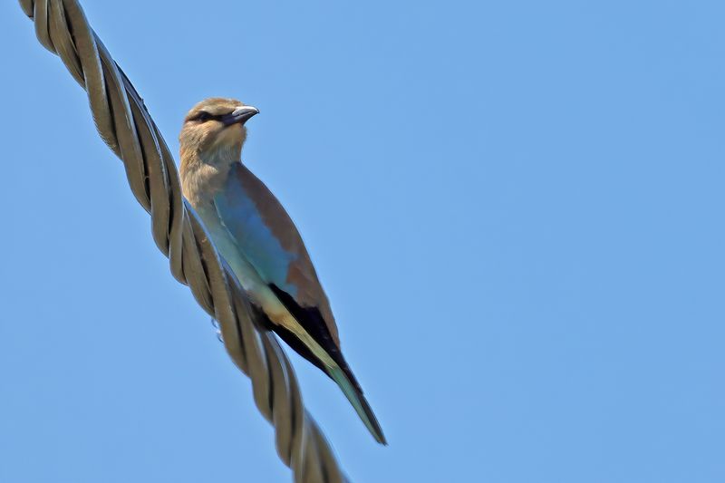 European Roller (Coracias garrulus)