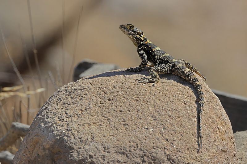 Starred Agama -Laudakia stellio