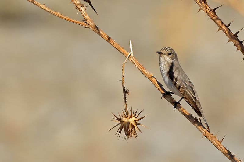 Spotted Flycatcher (Muscicapa striata)